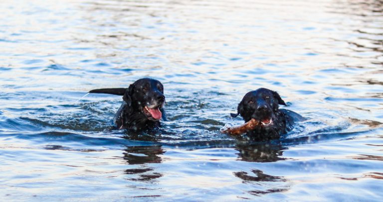 Sommar med hund - farorna att undvika - Petit Paper