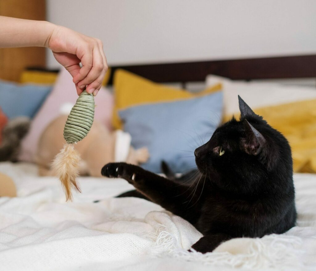 En svart katt som leker med en leksak i en säng.